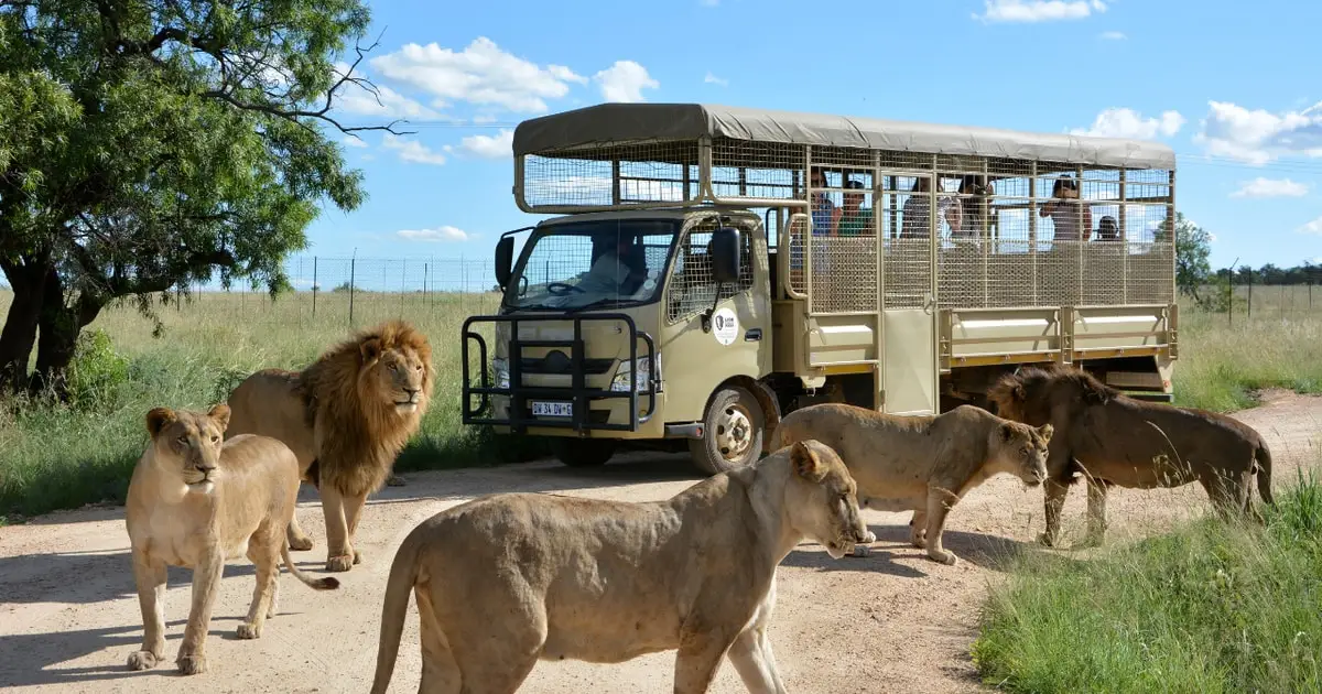 Lion resting in grassland at the Lion and Safari Park