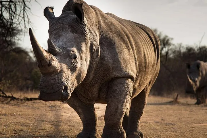 Rhino at a waterhole in the Rhino and Lion Nature Reserve