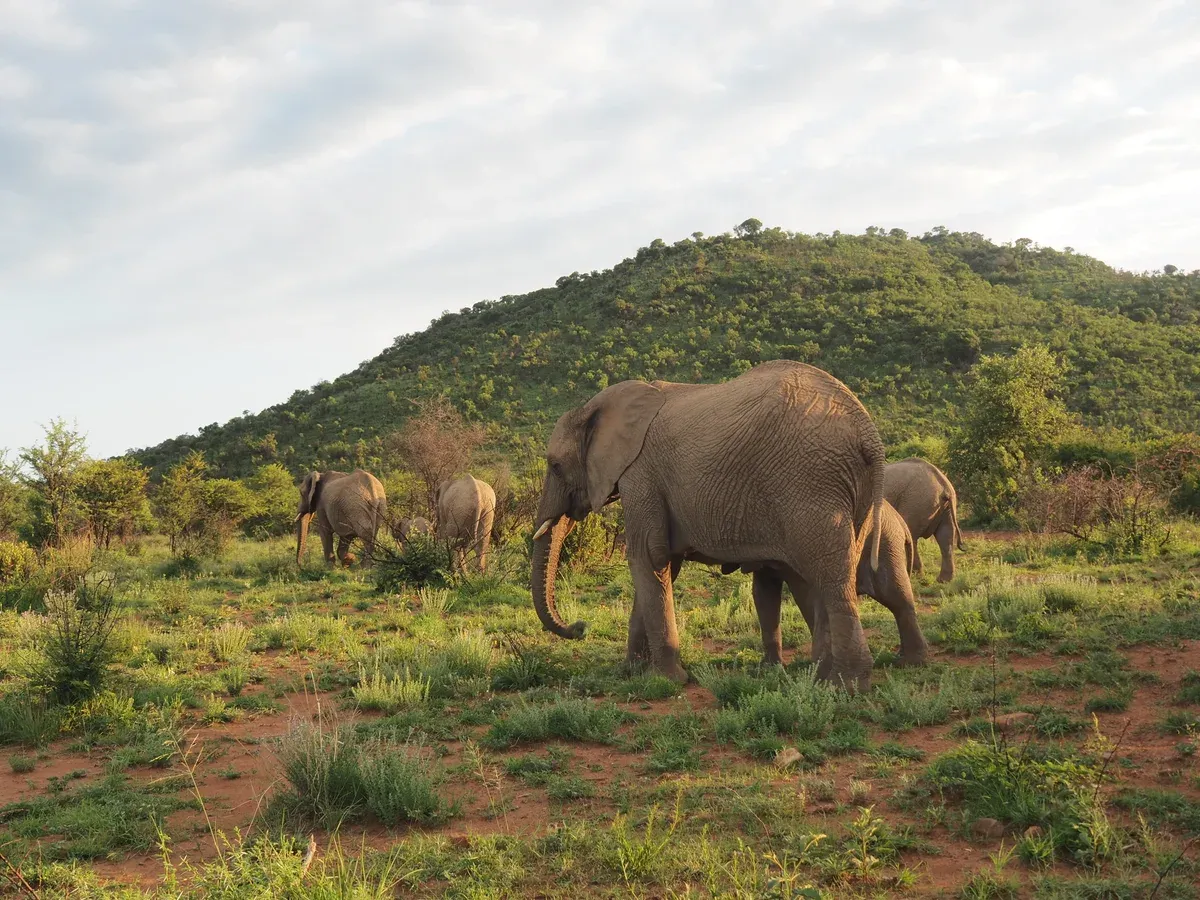 Elephants beside a waterhole in the Pilanesberg National Park, the safari day on a three-day Johannesburg itinerary