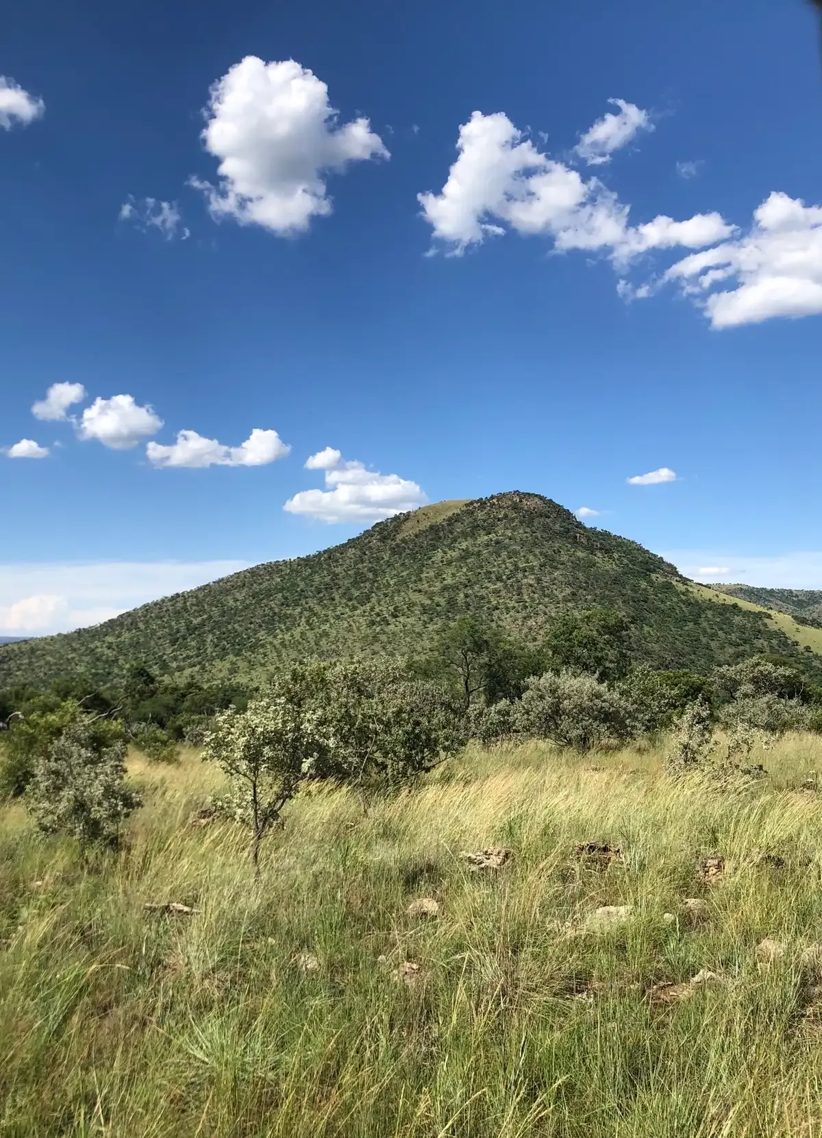 Grassland and dirt track inside the Lion & Safari Park reserve on the R512